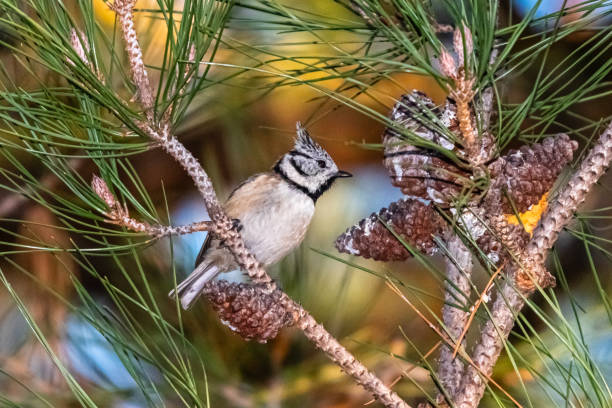 istock European Crested Tit perched on a tree branch 1354219548