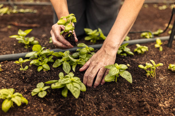 istock Woman planting a seedling into the ground 1354219575