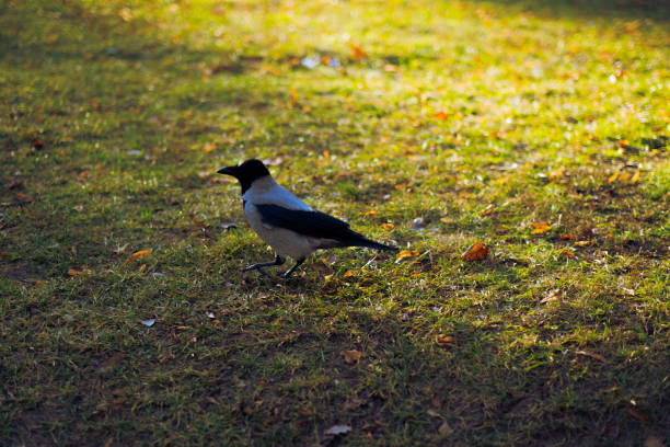 istock Crow in the grass. Beautiful forest and sun 1354219830