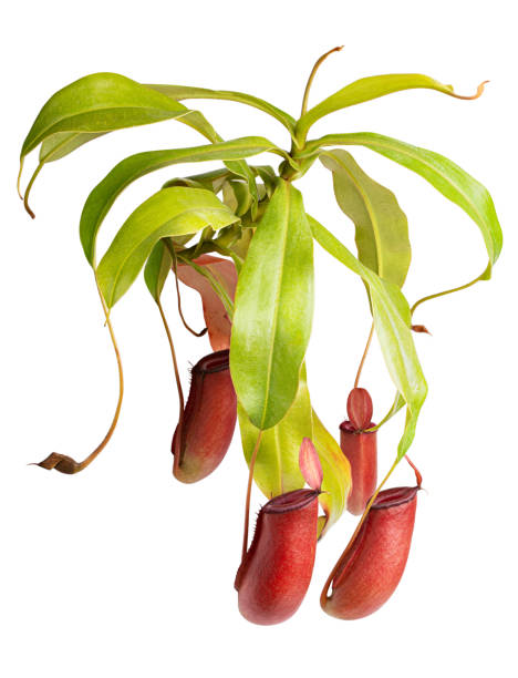 Red Nepenthes monkey isolated on white background Red Nepenthes monkey isolated on white background. Clipping path peltata stock pictures, royalty-free photos & images