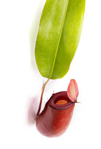 Red Nepenthes monkey isolated on white background Red Nepenthes monkey isolated on white background. Clipping path peltata stock pictures, royalty-free photos & images