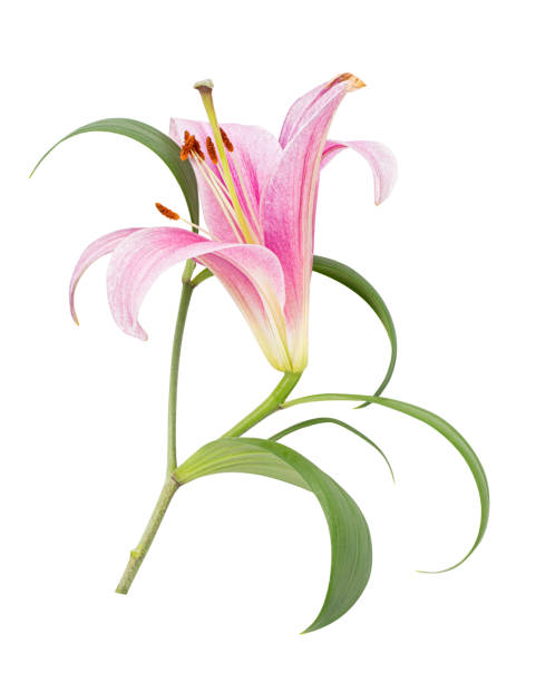 istock Pink lily flower isolated on white background 1354220675