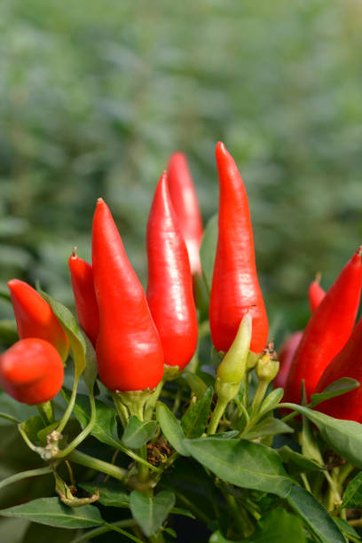istock Red ornamental pepper Joker 1354220762