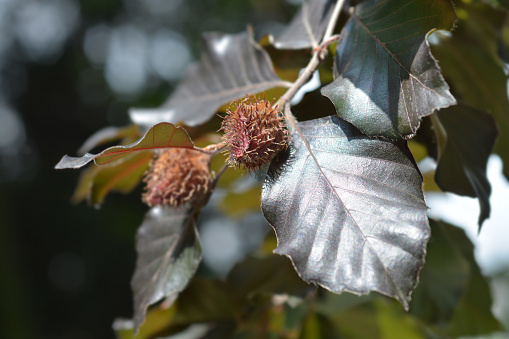 Sweet Chestnut (Castanea sativa) - Küre Mountains National Park