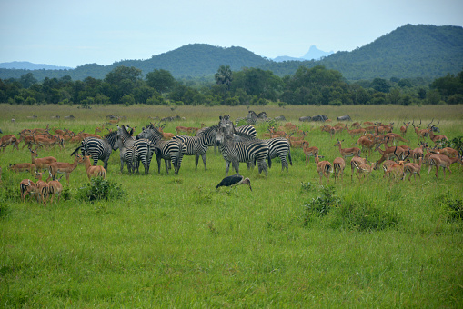Paisaje de sabana con gran manada de impalas, cebras y un marabú photo