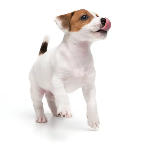 Playing dog puppy jack russell terrier jumping and licks face tongue isolated on white background. High quality photo