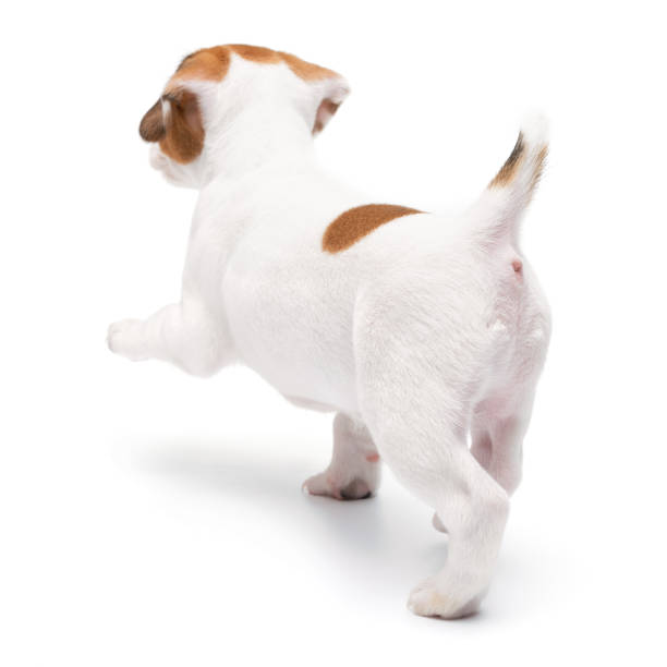 istock Puppy Jack russell terrier standing isolated on white background. 1354220871
