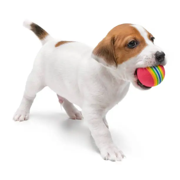 Jack Russell Terrier puppy playing with toy and chew ball in mouth isolated on white background. High quality photo