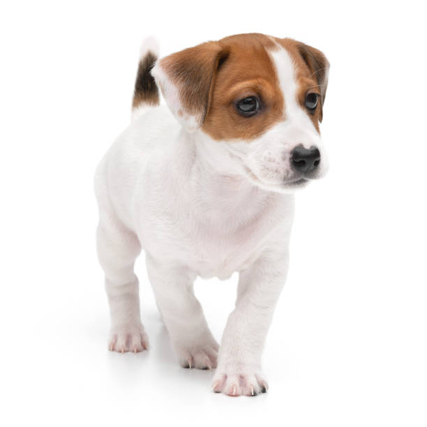 istock Puppy Jack russell terrier standing isolated on white background. 1354220882