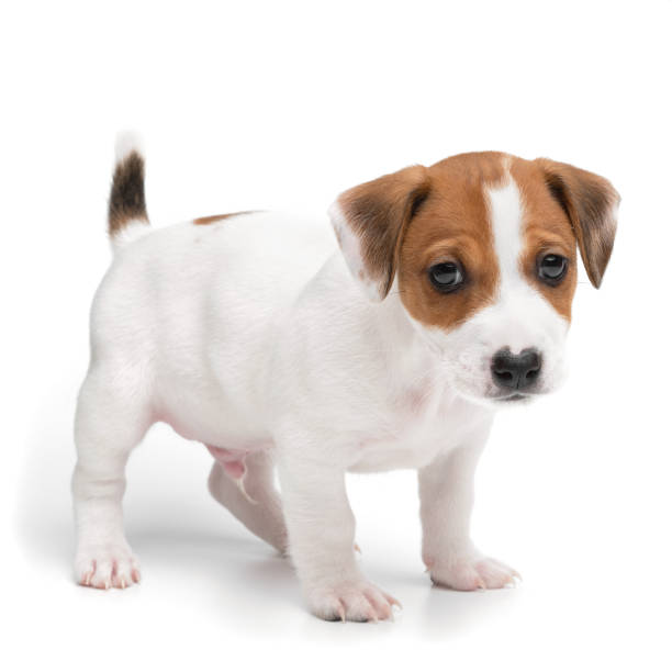 istock Puppy Jack russell terrier standing isolated on white background. 1354220889