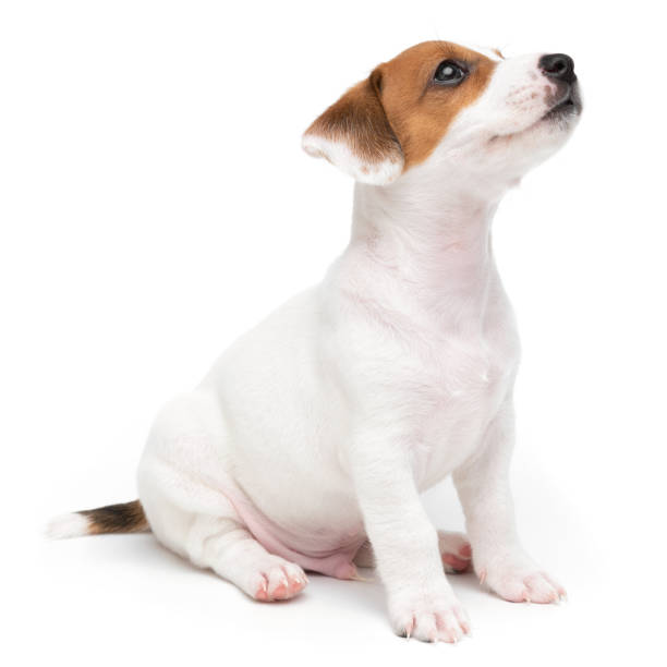 istock Jack Russell Terrier puppy isolated on white background. Dog jack terrier sitting front view studio shot. 1354220890