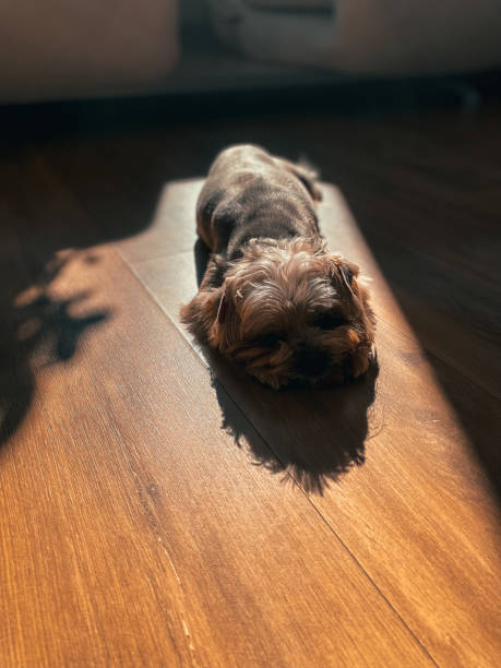 istock Small dog in the sunlight 1354221188