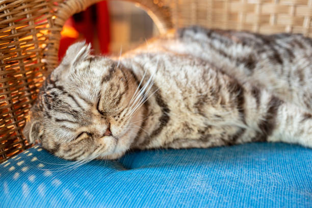 Charming Scottish Fold cat sleeping peacefully on a pillow on rattan chair in natural light. Close-up.