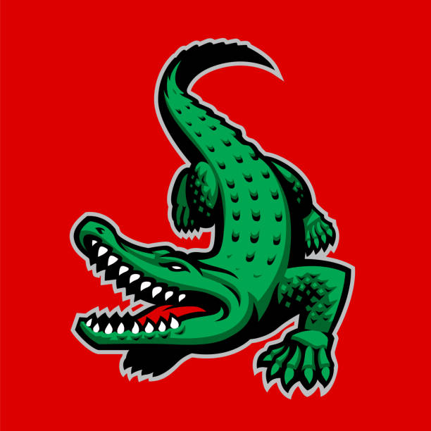 Crocodile Vector Mascot Crocodile Vector Mascot, sports emblem alligator stock illustrations
