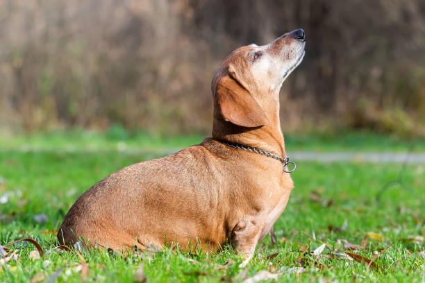 istock dog dachshund lying on the grass.. 1354223150