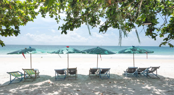 istock Chairs And Umbrella In Palm Beach for relaxing activity on the beach 1354225577