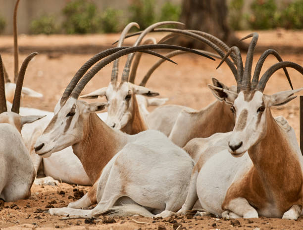 аравийский орикс или белый орикс (oryx leucoryx), сафари рамат-ган - scimitar стоковые фото и изображения