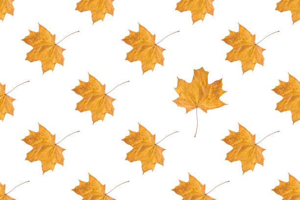 istock Seamless pattern of orange autumn maple leaves isolated on white background 1354226755