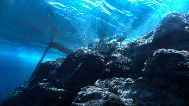 istock Life underwater by the stairs down the sea 1354230086