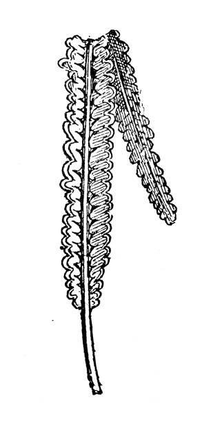 ilustraciones, imágenes clip art, dibujos animados e iconos de stock de ilustración antigua: flora del período jurásico, lomatopteris balduini - prehistoric antiquity illustrations