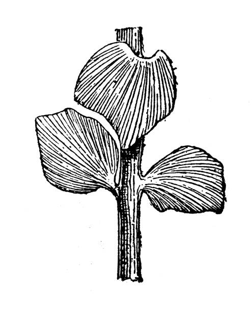 ilustraciones, imágenes clip art, dibujos animados e iconos de stock de ilustración antigua: flora del período jurásico, sphenozamites latifolius - prehistoric antiquity illustrations