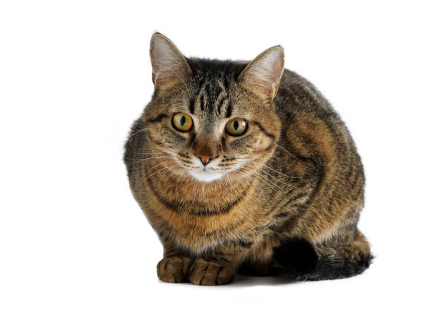 istock The cat is isolated on a white background 1354232422