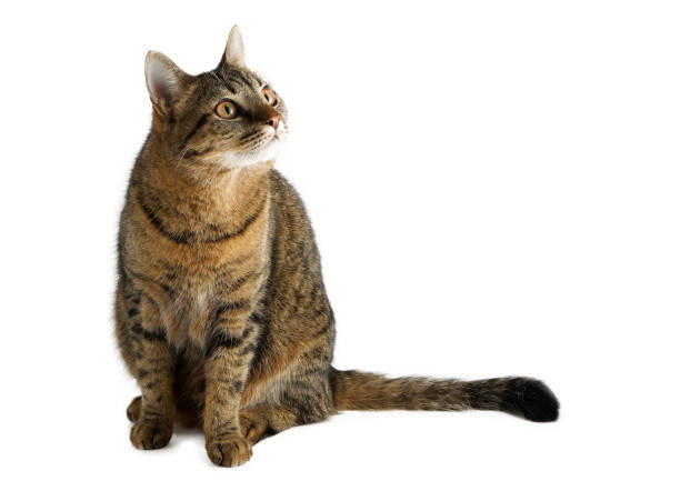 istock The cat is isolated on a white background 1354233062