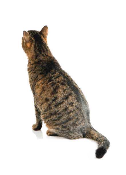 istock The cat is isolated on a white background 1354233085