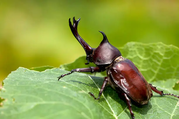 The Closeup Rhinoceros beetle, Rhino beetle, Hercules beetle, Unicorn beetle