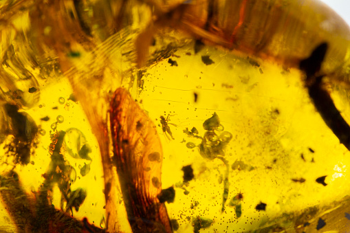 Insects inside an amber piece