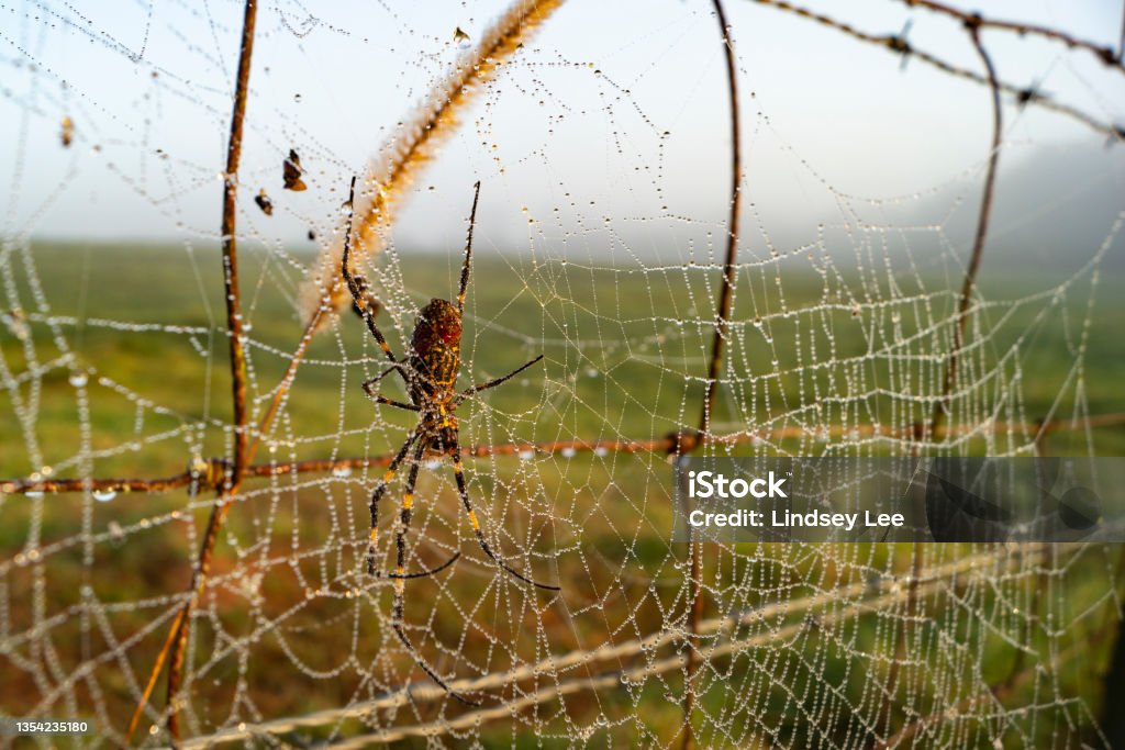 Joro Covered in Dew A Joro spider, an invasive species, hangs on a web covered in dew on a fence in Georgia. Spider Stock Photo
