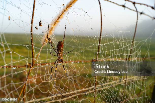 Joro Covered In Dew Stock Photo - Download Image Now - Spider, Joro Spider, Spider Web