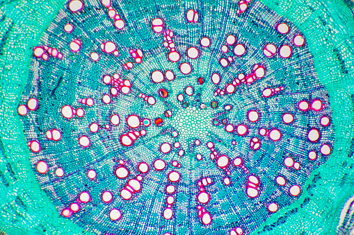 corn stem micrograph with dye