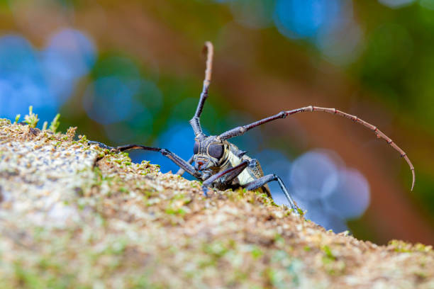 batocera rufomaculata - besouro longhorn de rosto plano da ilha da reunião, floresta tropical - great red spot - fotografias e filmes do acervo