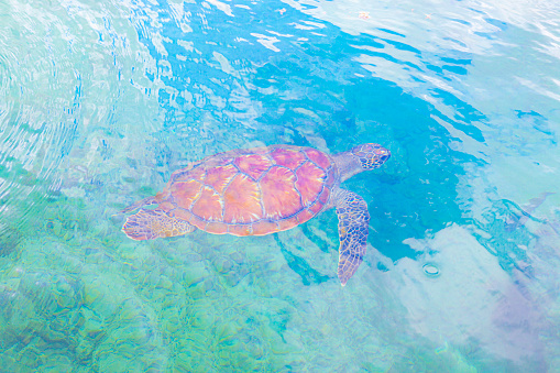 Swimming turtle in Reunion Island. \nChelonia mydas