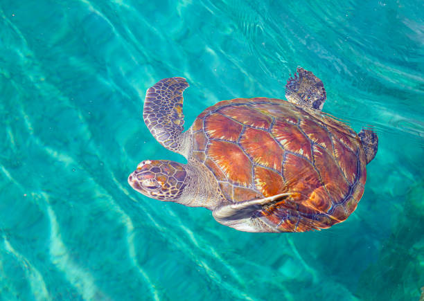 istock Swimming turtle in Reunion Island. 1354235292