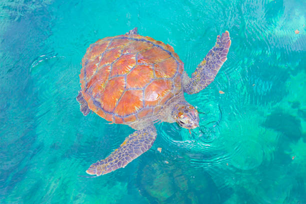 istock Swimming turtle in Reunion Island. 1354235306