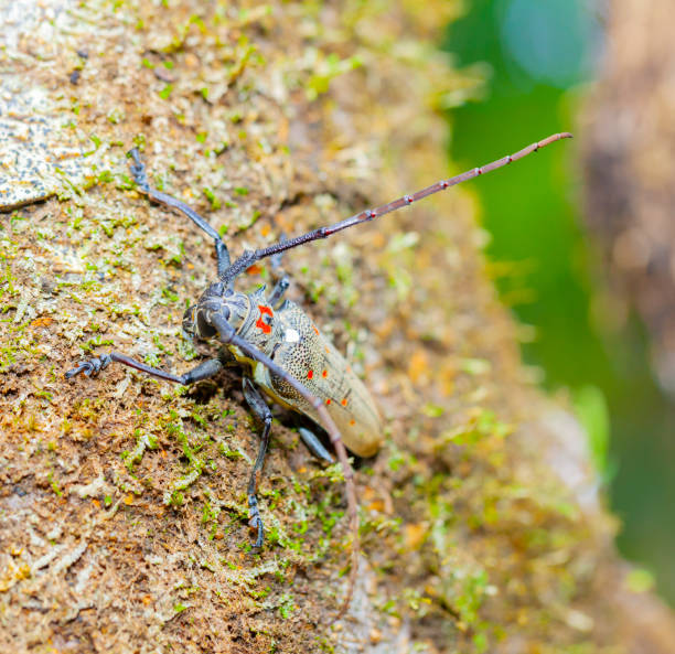 batocera rufomaculata - besouro longhorn de rosto plano da ilha da reunião, floresta tropical - great red spot - fotografias e filmes do acervo