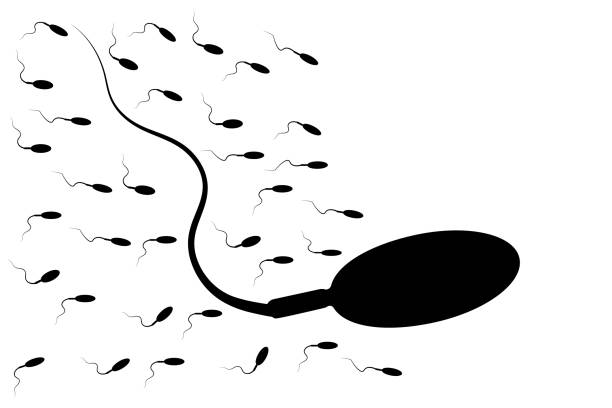 白い背景に隔離された多くの精子。精子のシルエットは卵に向かって走ります。 - human sperm eggs human egg sex点のイラスト素材／クリップアート素材／マンガ素材／アイコン素材