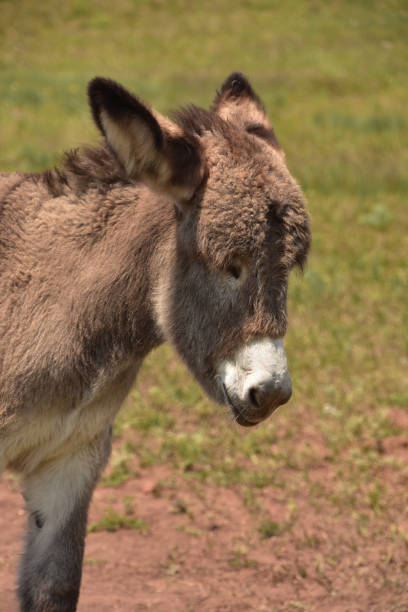 istock Adorable Baby Burro 1354236515