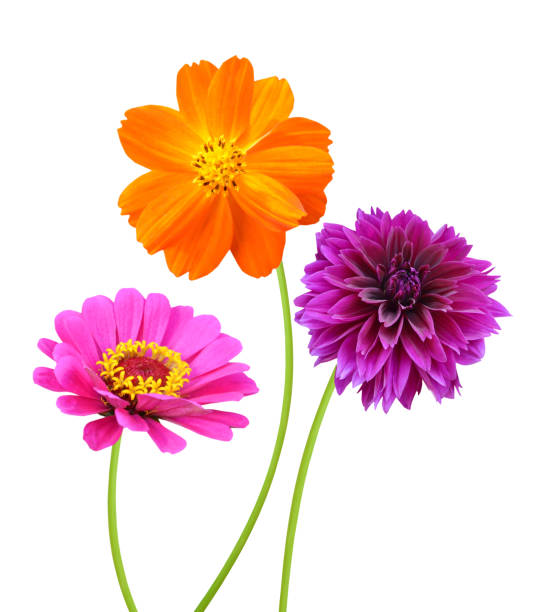 istock Blooming of summer flower 1354239595