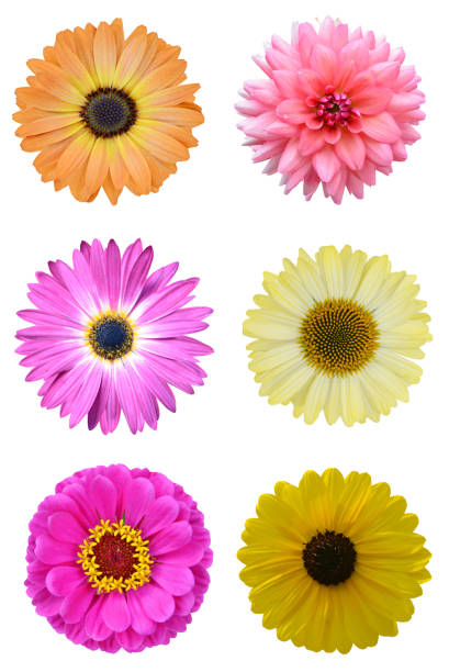 istock Set of flower heads 1354239639