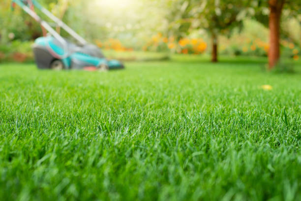 istock Lawn mower on grass closeup view. Lawn care concept 1354240309