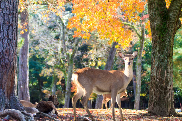 istock beatiful season with nice colorful maple in the background 1354240395