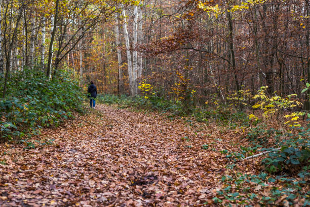 istock autumn in the wood 1354240645
