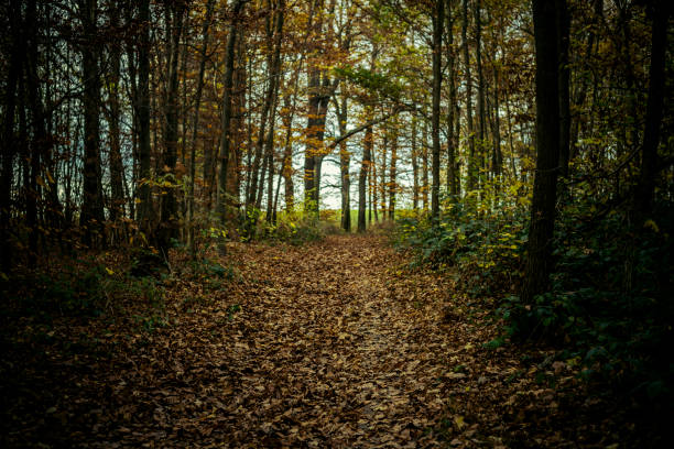 colorful nature in autumn wood