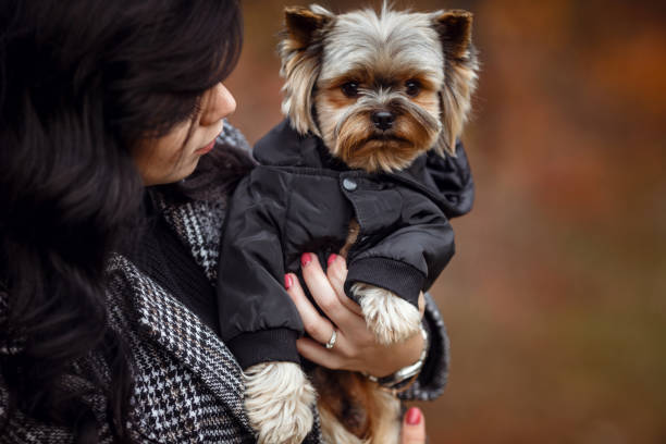 istock Cute young girl with yorkshire terrier dog 1354241261