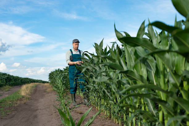 maschio caucasico contadino in tuta e stivali di gomma con tablet pc ispezionare gambi di mais al campo - ipad farmer agronomy pc foto e immagini stock