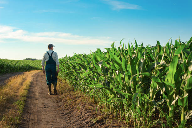 kaukasischer ruhiger männlicher maisbauer im overall läuft mit tablet pc in den händen am maisfeld entlang - corn on the cob fotos stock-fotos und bilder