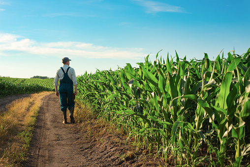 Cultivador de maíz masculino tranquilo caucásico en mono camina por el campo de maíz con tabletas en las manos photo